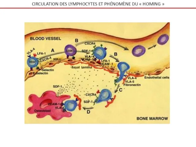 CIRCULATION DES LYMPHOCYTES ET PHÉNOMÈNE DU « HOMING »