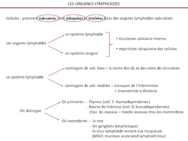 LES ORGANES LYMPHOIDES Cellules : prennent naissance, sont éduquées et stockées dans des organes lymphoïdes spécialisés