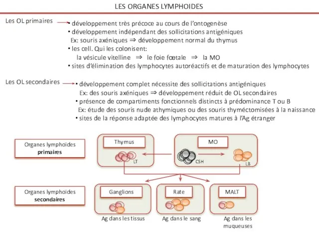 LES ORGANES LYMPHOIDES Les OL primaires développement très précoce au cours de