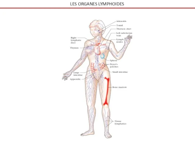 LES ORGANES LYMPHOIDES