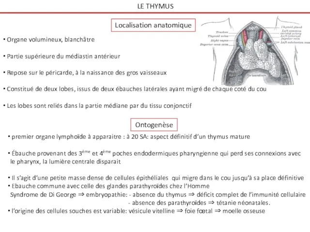 LE THYMUS Organe volumineux, blanchâtre Partie supérieure du médiastin antérieur Repose sur