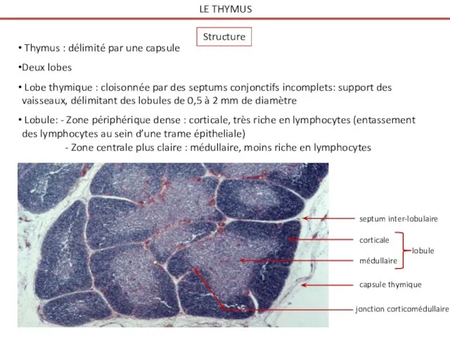 LE THYMUS Structure Thymus : délimité par une capsule Deux lobes Lobe