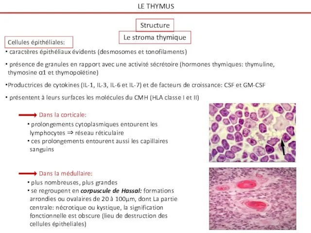 LE THYMUS Structure Le stroma thymique Cellules épithéliales: Dans la corticale: prolongements