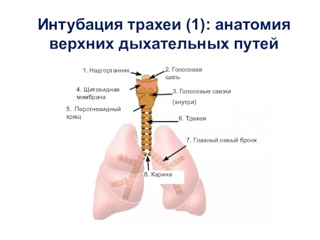 Интубация трахеи (1): анатомия верхних дыхательных путей 1. Надгортанник 2. Голосовая щель