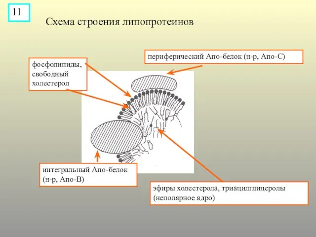 периферический Апо-белок (н-р, Апо-С) фосфолипиды, свободный холестерол интегральный Апо-белок (н-р, Апо-В) эфиры