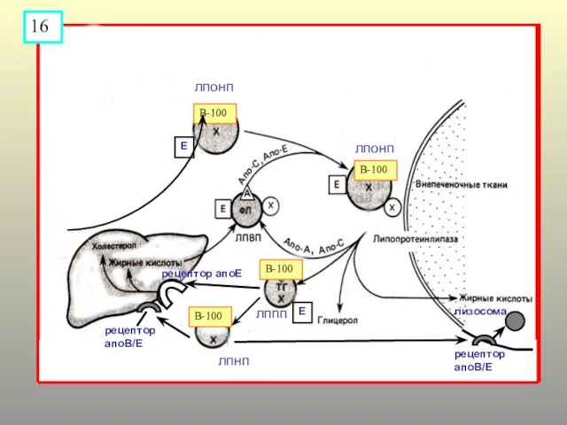 В-100 В-100 В-100 лпонп лпонп Е Е лппп лпнп В-100 рецептор апоВ/Е