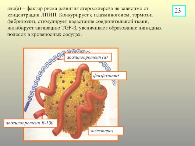 аполипопротеин В-100 фосфолипид холестерол аполипопротеин (а) апо(а) – фактор риска развития атеросклероза