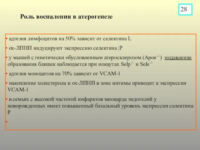 адгезия лимфоцитов на 50% зависит от селектина L ох-ЛПНП индуцируют экспрессию селектина