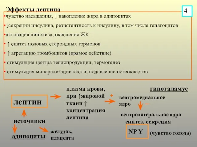 гипоталамус адипоциты лептин источники желудок, плацента плазма крови, при ↑жировой ткани ↑