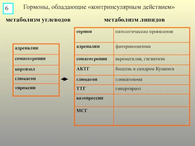 Гормоны, обладающие «контринсулярным действием» метаболизм углеводов метаболизм липидов 6