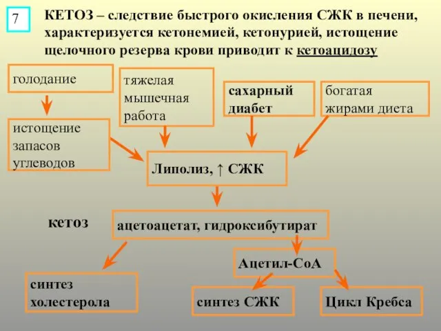 КЕТОЗ – следствие быстрого окисления СЖК в печени, характеризуется кетонемией, кетонурией, истощение