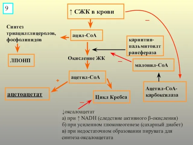 Синтез триацилглицеролов, фосфолипидов _ + Окисление ЖК ↑ СЖК в крови ацил-СоА