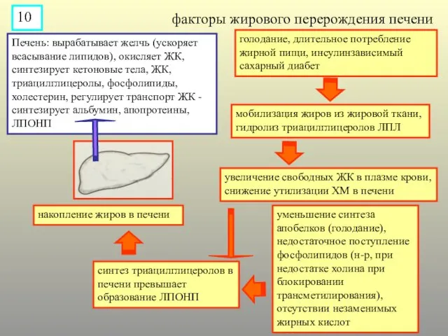 Печень: вырабатывает желчь (ускоряет всасывание липидов), окисляет ЖК, cинтезирует кетоновые тела, ЖК,