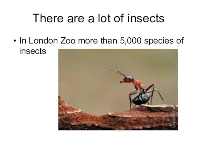 There are a lot of insects In London Zoo more than 5,000 species of insects