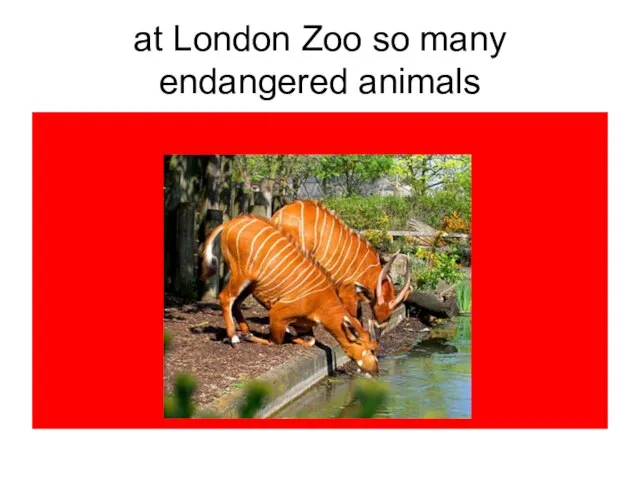 at London Zoo so many endangered animals