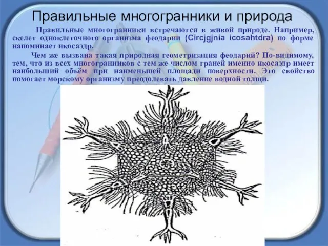 Правильные многогранники встречаются в живой природе. Например, скелет одноклеточного организма феодарии (Circjgjnia