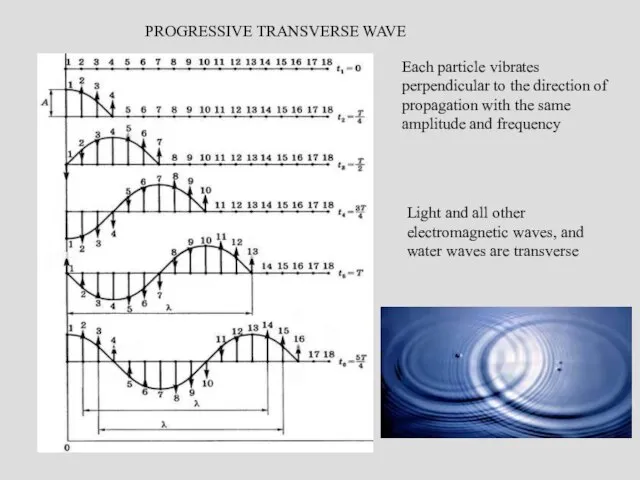 PROGRESSIVE TRANSVERSE WAVE Each particle vibrates perpendicular to the direction of propagation