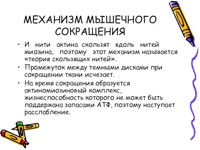 МЕХАНИЗМ МЫШЕЧНОГО СОКРАЩЕНИЯ И нити актина скользят вдоль нитей миозина, поэтому этот