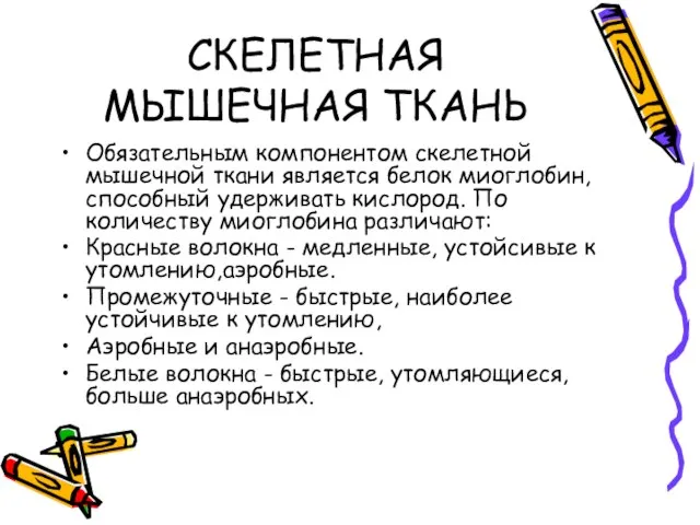 СКЕЛЕТНАЯ МЫШЕЧНАЯ ТКАНЬ Обязательным компонентом скелетной мышечной ткани является белок миоглобин, способный