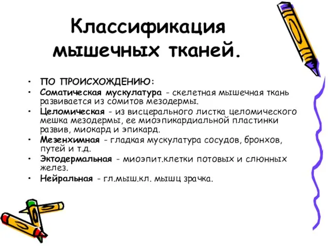 Классификация мышечных тканей. ПО ПРОИСХОЖДЕНИЮ: Соматическая мускулатура - скелетная мышечная ткань развивается