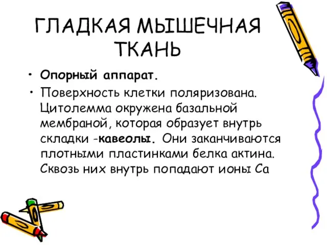 ГЛАДКАЯ МЫШЕЧНАЯ ТКАНЬ Опорный аппарат. Поверхность клетки поляризована. Цитолемма окружена базальной мембраной,