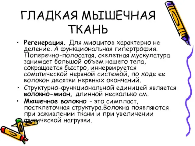 ГЛАДКАЯ МЫШЕЧНАЯ ТКАНЬ Регенерация. Для миоцитов характерно не деление. А функциональная гипертрофия.