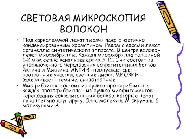 СВЕТОВАЯ МИКРОСКОПИЯ ВОЛОКОН Под сарколеммой лежат тысячи ядер с частично конденсированным хроматином.