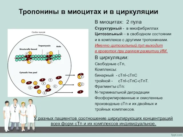 Тропонины в миоцитах и в циркуляции В миоцитах: 2 пула Структурный -