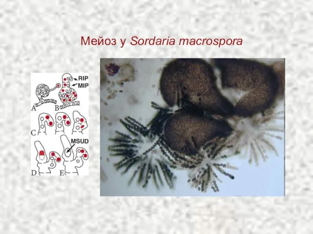 Мейоз у Sordaria macrospora