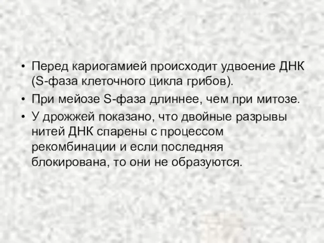 Перед кариогамией происходит удвоение ДНК (S-фаза клеточного цикла грибов). При мейозе S-фаза