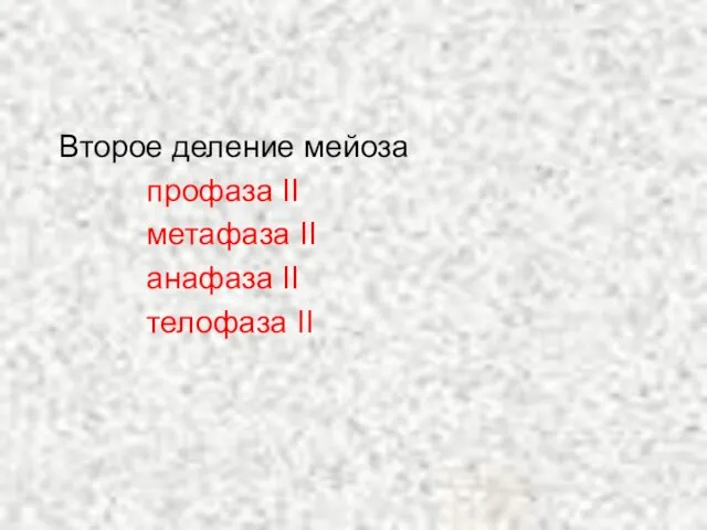 Второе деление мейоза профаза II метафаза II анафаза II телофаза II