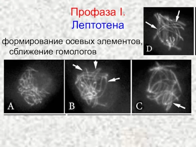 Профаза I. Лептотена формирование осевых элементов, сближение гомологов