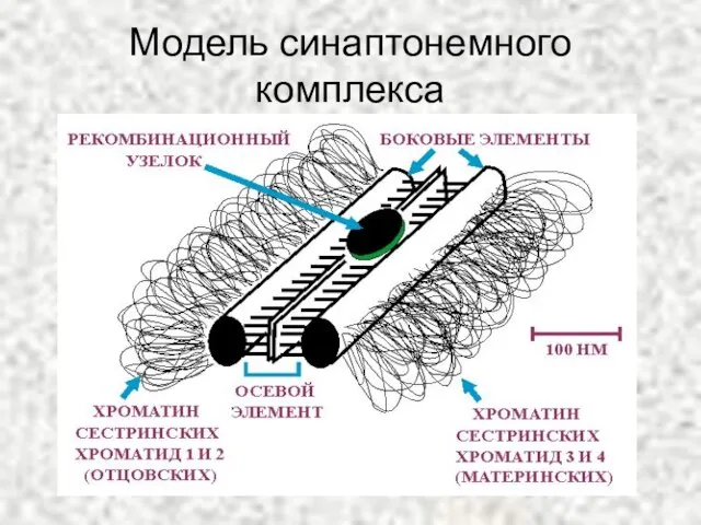 Модель синаптонемного комплекса