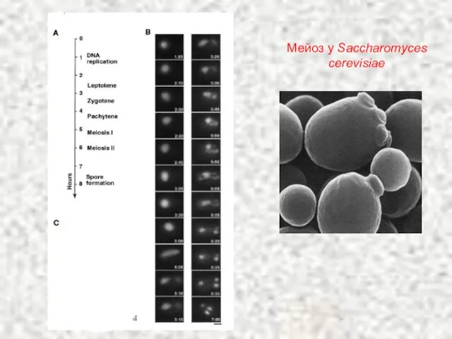 Мейоз у Saccharomyces cerevisiae