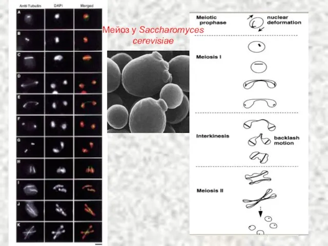 Мейоз у Saccharomyces cerevisiae