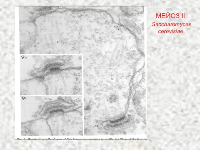 МЕЙОЗ II Saccharomyces cerevisiae