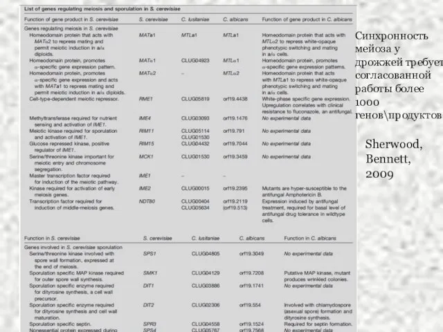 Sherwood, Bennett, 2009 Sherwood, Bennett, 2009 Синхронность мейоза у дрожжей требует согласованной работы более 1000 генов\продуктов