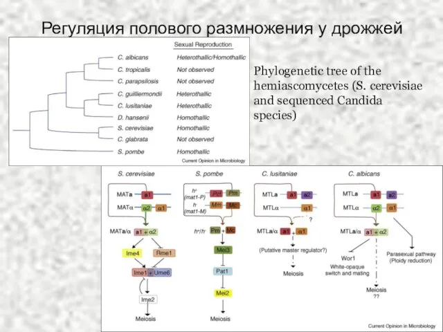 Регуляция полового размножения у дрожжей Phylogenetic tree of the hemiascomycetes (S. cerevisiae and sequenced Candida species)