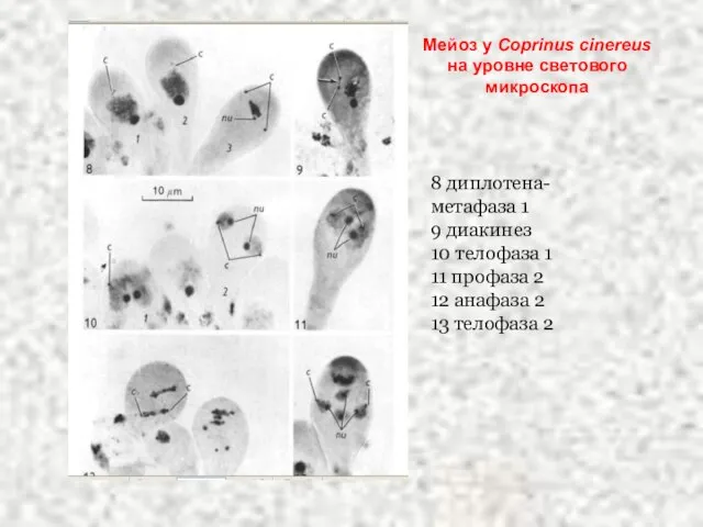 Мейоз у Coprinus cinereus на уровне светового микроскопа 8 диплотена-метафаза 1 9