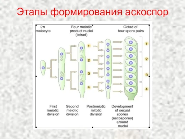 Этапы формирования аскоспор