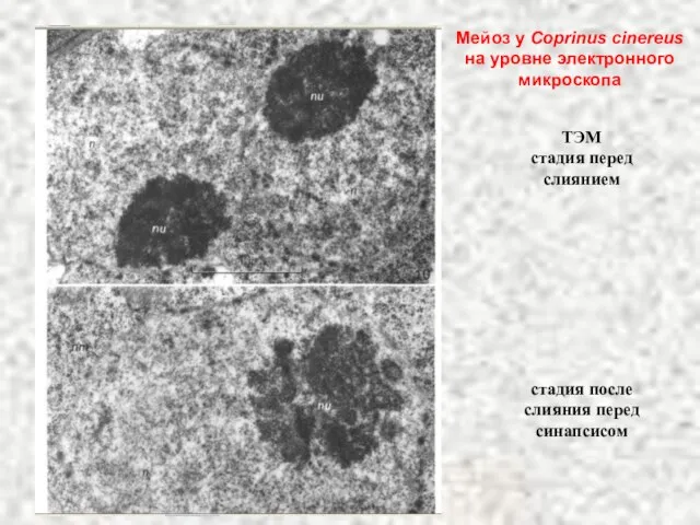 ТЭМ стадия перед слиянием стадия после слияния перед синапсисом Мейоз у Coprinus