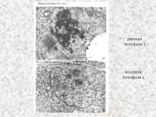 ранняя телофаза 1 поздняя телофаза 1