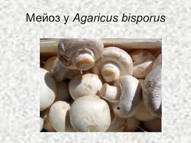 Мейоз у Agaricus bisporus