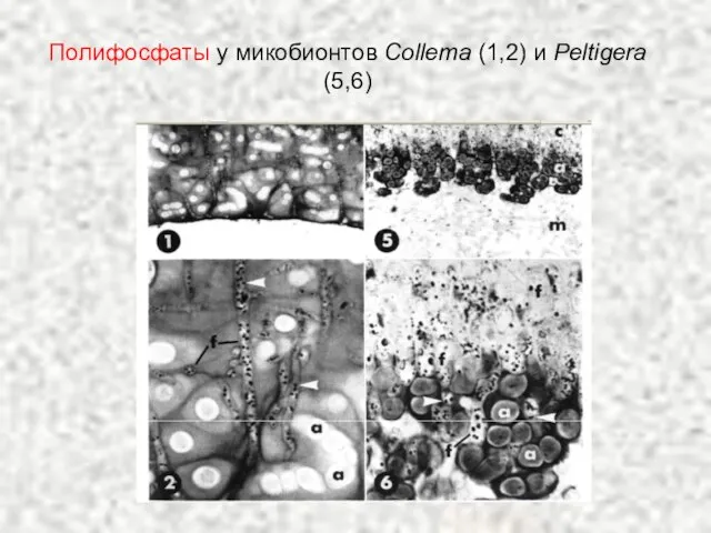 Полифосфаты у микобионтов Collema (1,2) и Peltigera (5,6)