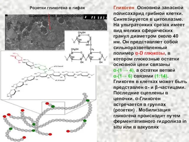 Гликоген Основной запасной полисахарид грибной клетки. Синтезируется в цитоплазме. На ультратонких срезах