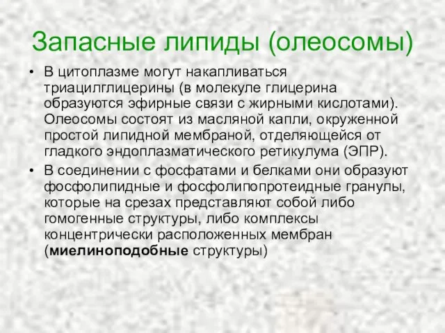 Запасные липиды (олеосомы) В цитоплазме могут накапливаться триацилглицерины (в молекуле глицерина образуются