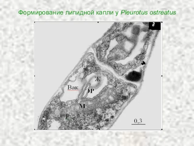 Формирование липидной капли у Pleurotus ostreatus