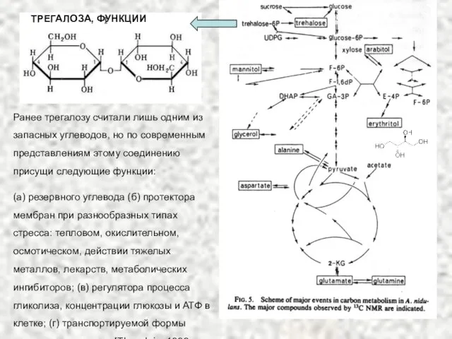 Ранее трегалозу считали лишь одним из запасных углеводов, но по современным представлениям