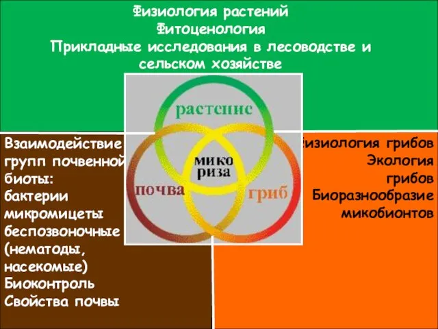 Физиология растений Фитоценология Прикладные исследования в лесоводстве и сельском хозяйстве