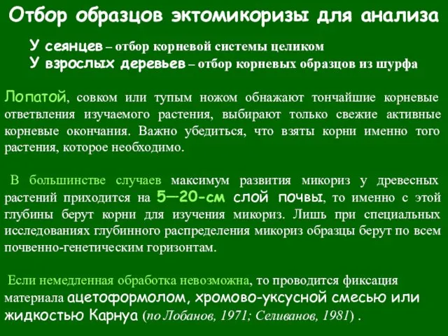 Отбор образцов эктомикоризы для анализа У сеянцев – отбор корневой системы целиком